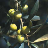 Olive Manzanillo Closeup - Garden Express Australia