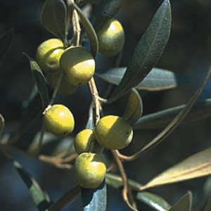 Olive Manzanillo