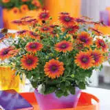 Osteospermum Purple Sun Pplostpsu 2020 - Garden Express Australia