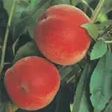 Peach Anzac - Garden Express Australia