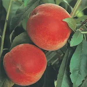 Peach Anzac Peach Anzac