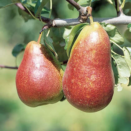 Pear Corella - Garden Express Australia