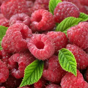 Companion Planting Berries: Exploring The Best Berry Pairings For Your Garden Raspberry Summer Delight Pkrassde - Garden Express Australia