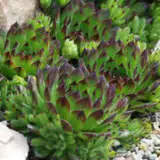 Sempervivum Appletini Garden - Garden Express Australia