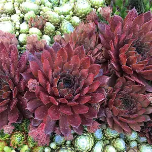 Photinia Growing Guide Sempervivum Bing Cherry Garden - Garden Express Australia