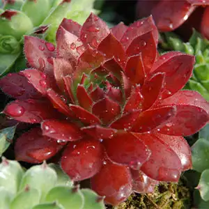 Photinia Growing Guide Sempervivum Cherry Berry - Garden Express Australia