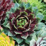 Sempervivum Cranberry Cocktail Garden - Garden Express Australia