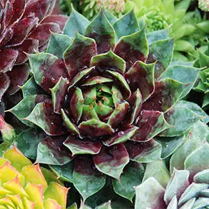 Sempervivum Cranberry Cocktail