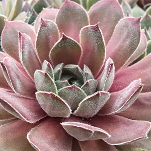 Photinia Growing Guide Sempervivum Silver Suede - Garden Express Australia