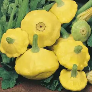 Seed – Squash Yellow Scallop