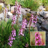 Stylidium Pink-a-saurus