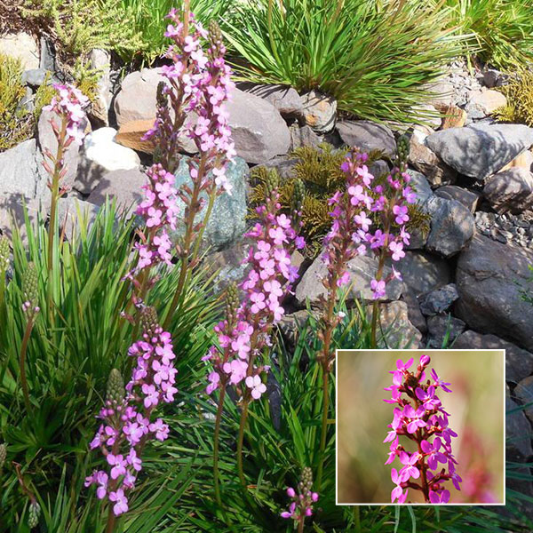 Stylidium Pink-a-saurus