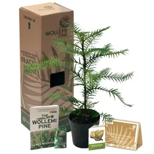 Wollemi Pine Gift Pack 150mm Pot Plus Bonus