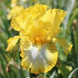 Bearded Iris Light Beam Pkbirlbe - Garden Express Australia