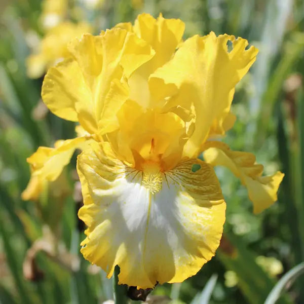 Bearded Iris Light Beam