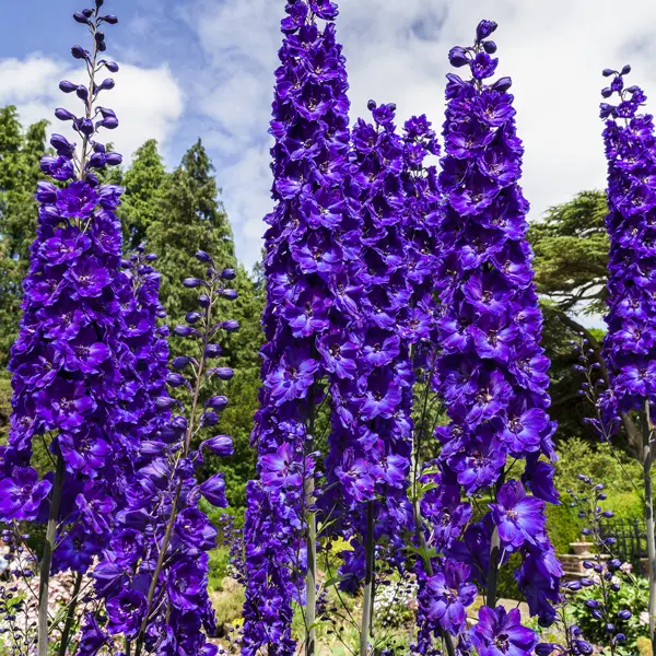 Delphinium Black Knight Delphinium Black Knight