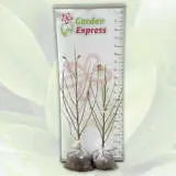 Magnolia Star Wars Magnolia Star Wars