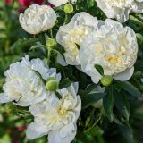Peony Rose Duchesse De Nemours 2026 Pkproddn - Garden Express Australia