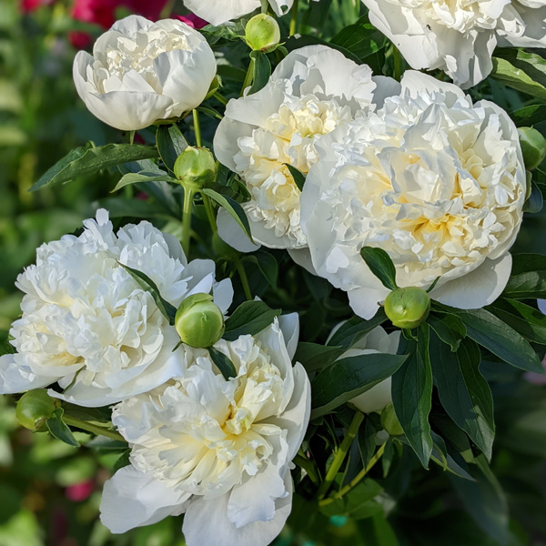 Peony Rose Duchesse De Nemours