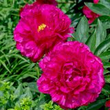 Peony Rose Felix Crousse 1 Pkprofcr 2026 - Garden Express Australia