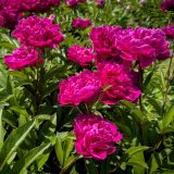 Peony Rose Felix Crousse Peony Rose Felix Crousse