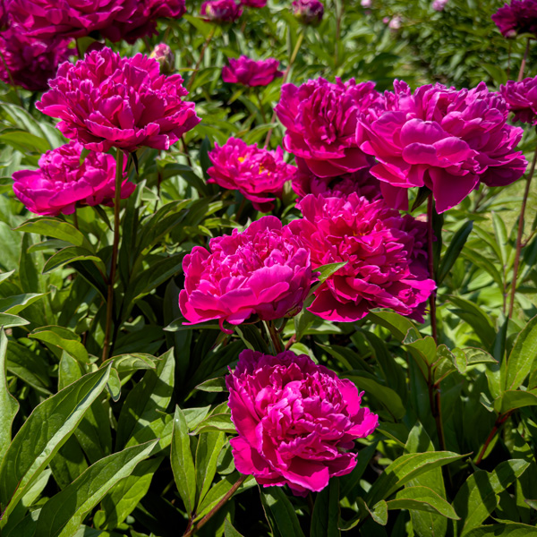 Peony Rose Felix Crousse