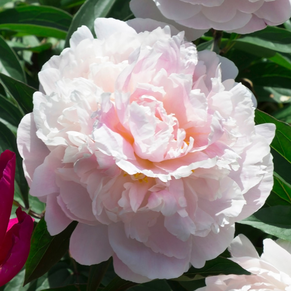 Peony Rose Marguerite Gerard