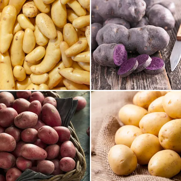 Seed Potato Salad Collection