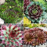 Sensational Sempervivums Col 2 2024 Colsense2 - Garden Express Australia