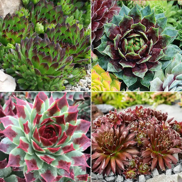 Sensational Sempervivums Collection 2