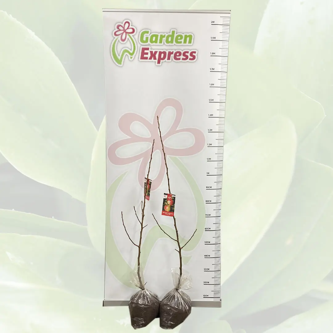 Trixzie Pink Lady Mini Fruit Tree Trixzie Pink Lady Mini Fruit Tree