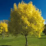 White Ash Tseashwhi - Garden Express Australia