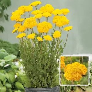 Achillea Cloth Of Gold