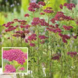 Achillea Cerise Queen Pkachcqu - Garden Express Australia