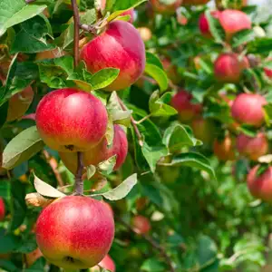 Growing Apple Trees Apple Pomme De Neige Treappdpd - Garden Express Australia