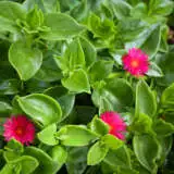 Baby Sunrose Pplbabsro - Garden Express Australia