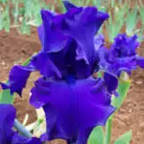 Bearded Iris Titans Glory Pkbirtgl - Garden Express Australia