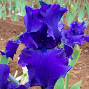 Bearded Iris Titans Glory Pkbirtgl - Garden Express Australia