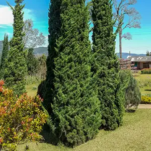 Starter Pack – Conifer Spartan Juniper