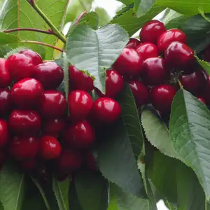 Dwarf Cherry Lapins Dwarf Cherry Lapins