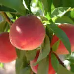 How To Prune Fruit Trees Dwarf Peach Red Noonan Trepeadrn - Garden Express Australia