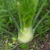 Herb  Fennel Florence