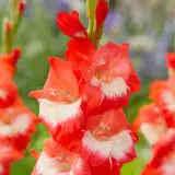 Gladioli Beach Party Pkglabpa - Garden Express Australia