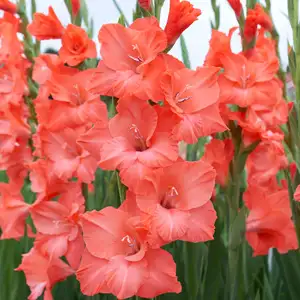 Gladioli Growing Guide Gladioli Miss Asia Pkglamas - Garden Express Australia