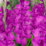 Gladioli Sugar Plum Pkglaspl - Garden Express Australia