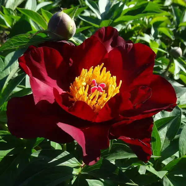 Itoh Peony Scarlet Heaven