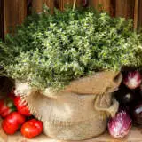 Lemon Thyme Pplhertle - Garden Express Australia