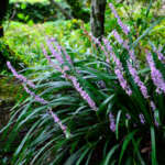 Liriope Summer Beauty Lpolirsbe - Garden Express Australia