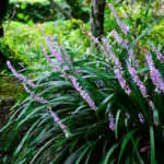 Top 10 Shade-loving Plants Liriope Summer Beauty Lpolirsbe - Garden Express Australia