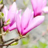 Magnolia Star Wars Tremagswa - Garden Express Australia